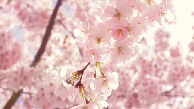 Kirschblüten im Sonnenschein © Susanne Jutzeler/Sujufoto