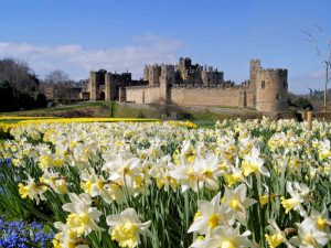 Alnwick Castle, Northumberland - Blumenmeer im Frühling - (c) flickr/Wisebuys