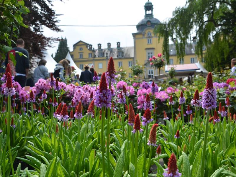 Lavendel und Schloss @ Landpartie Schloss Bueckeburg