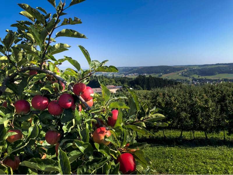 Äpfel © Steiermark-Tourismus | Manfred Polansky