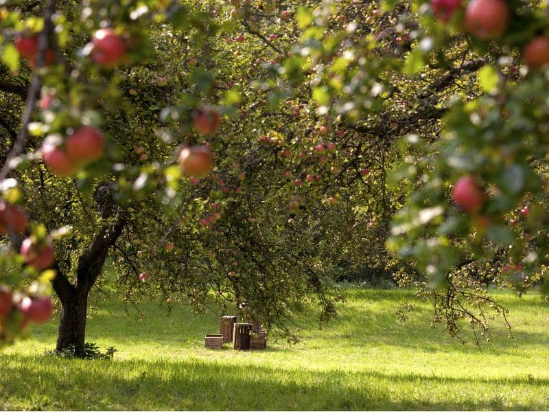 Apfelernte in der Steiermark © Steiermark Tourismus | Harry Schiffer